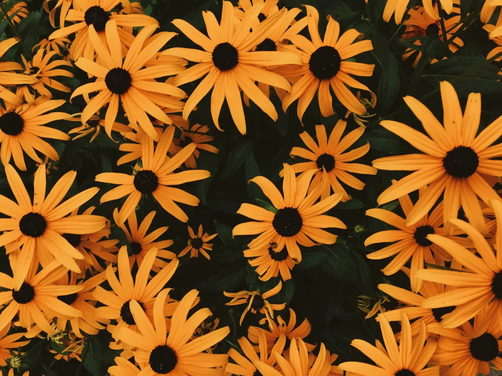 Yellow Daisies Dark Center Petals Dense Blooming