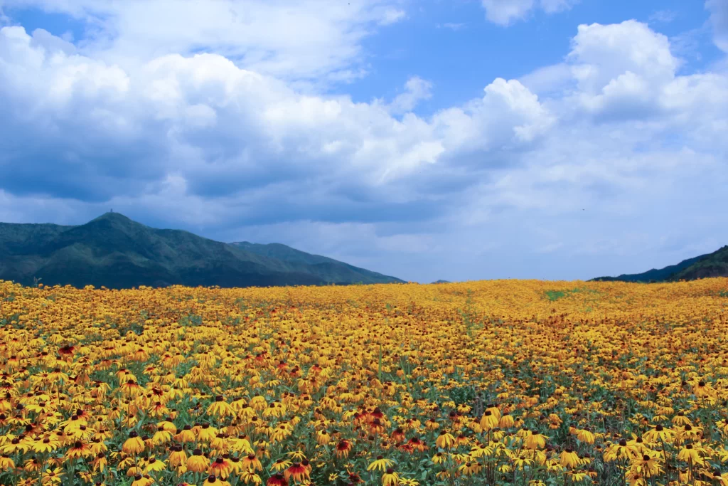 Yellow Daisies Field Blooming Green Hills Blue Sky