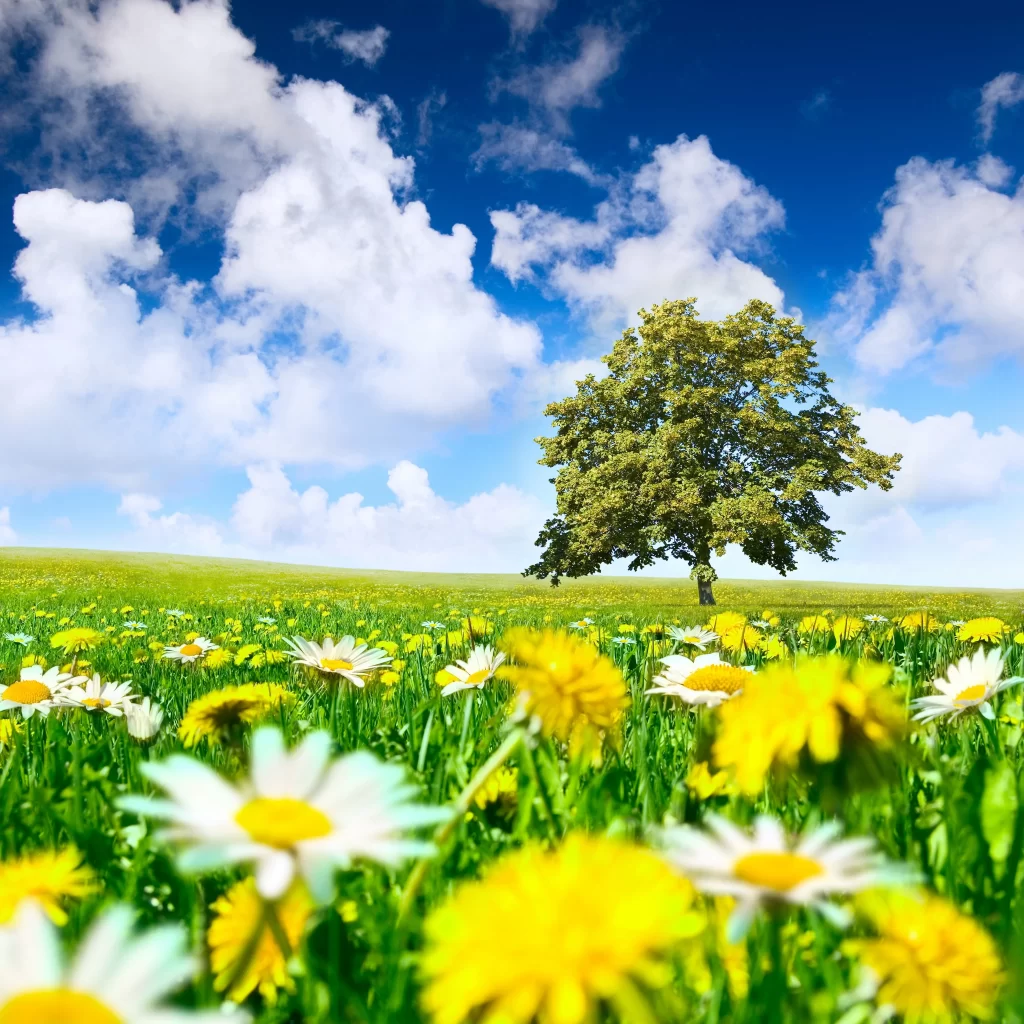 Yellow Daisies Green Grass Blue Sky White Clouds