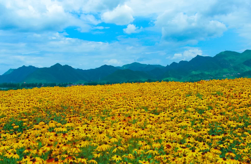 Yellow Daisy Field Blooming Green Hills Blue Sky