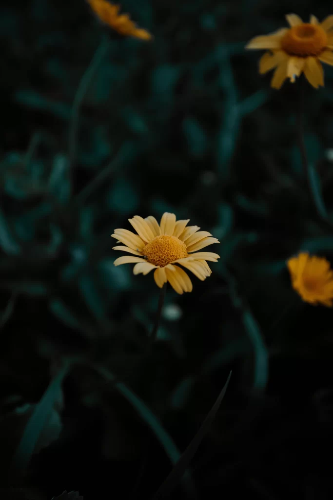 Yellow Daisy Petals Center Nature