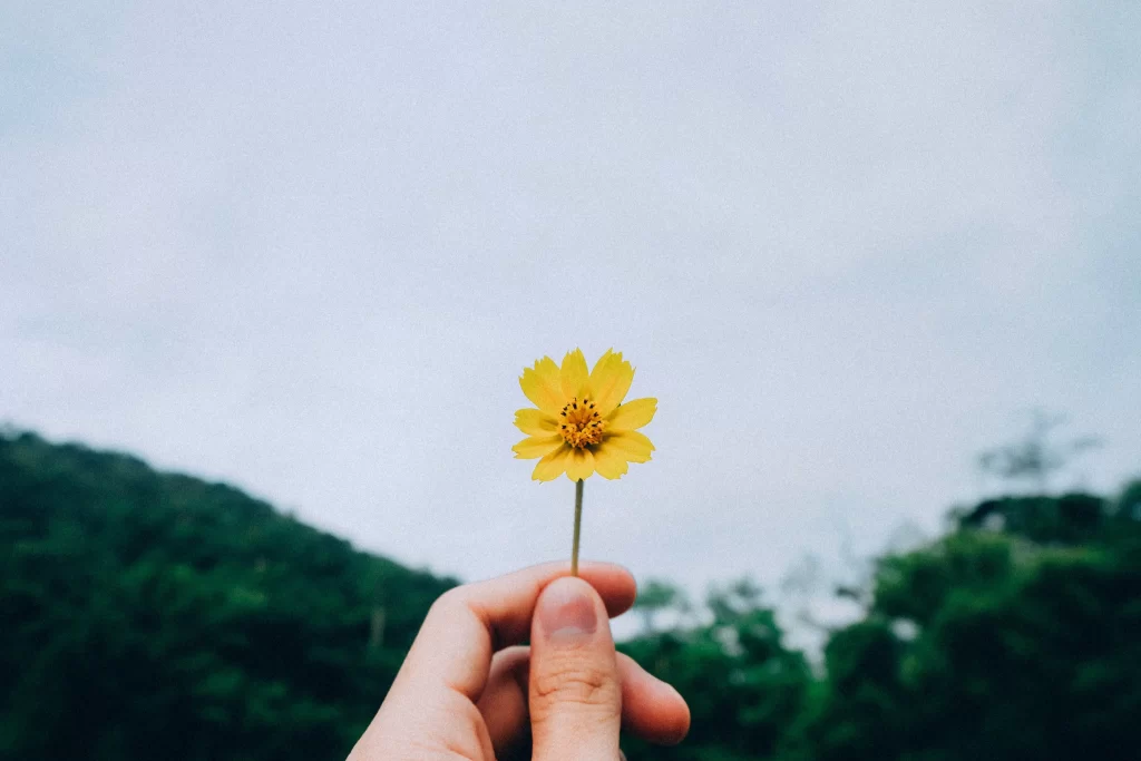 Yellow Daisy Petals Green Stem
