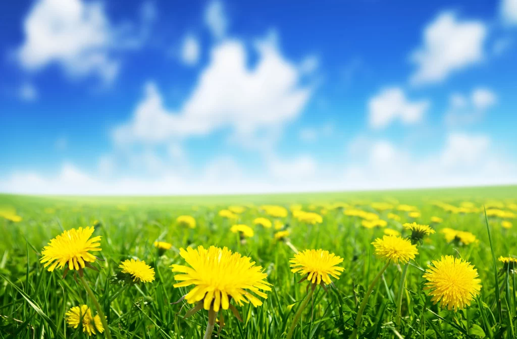 Yellow Dandelion Bright Green Field Blue Sky