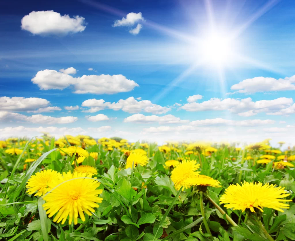 Yellow Dandelion Bright Sunlight Green Leaves Blue Sky