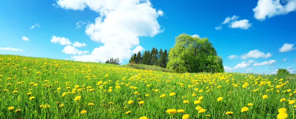 Yellow Dandelion Field Blooms Green Grass Blue cool Sky
