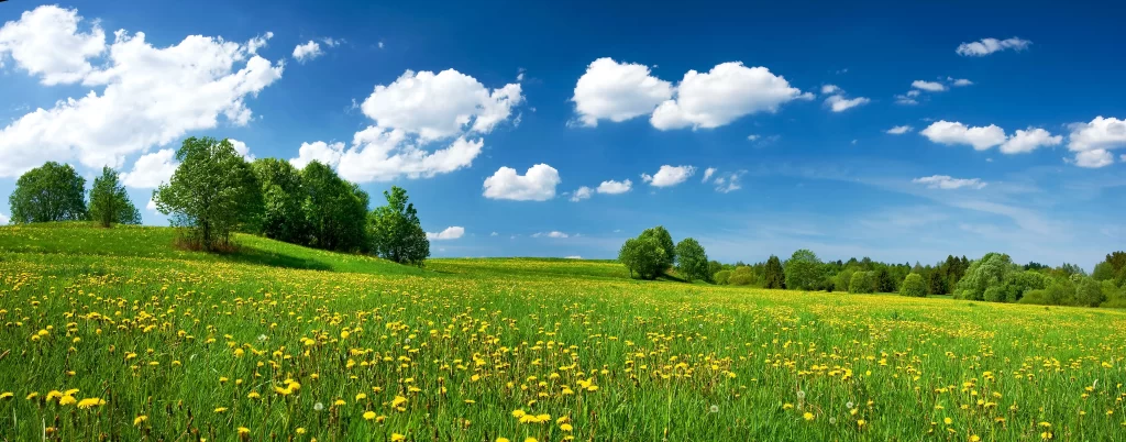 Yellow Dandelion Field Blooming Green Grass Blue cool Sky