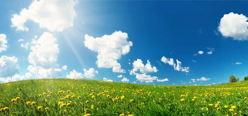 Yellow Dandelion Field Blooms Green Grass Blue cool Sky