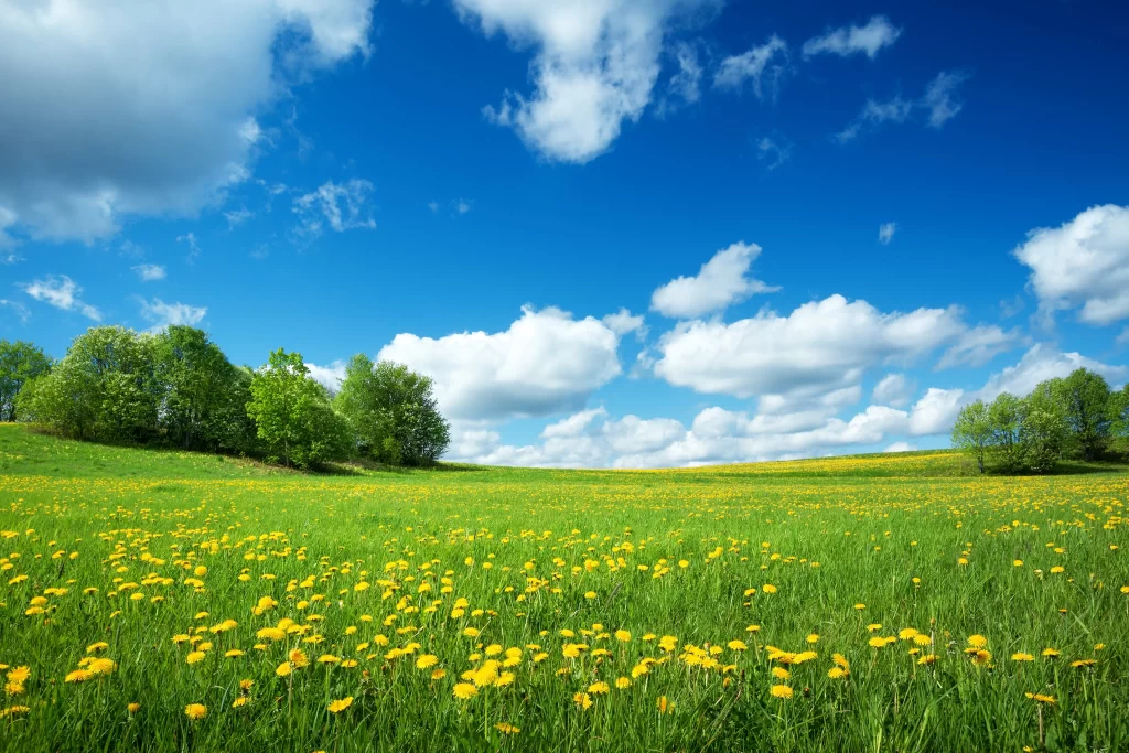 Yellow Dandelion Field Blooming Green Grass Blue cool Sky