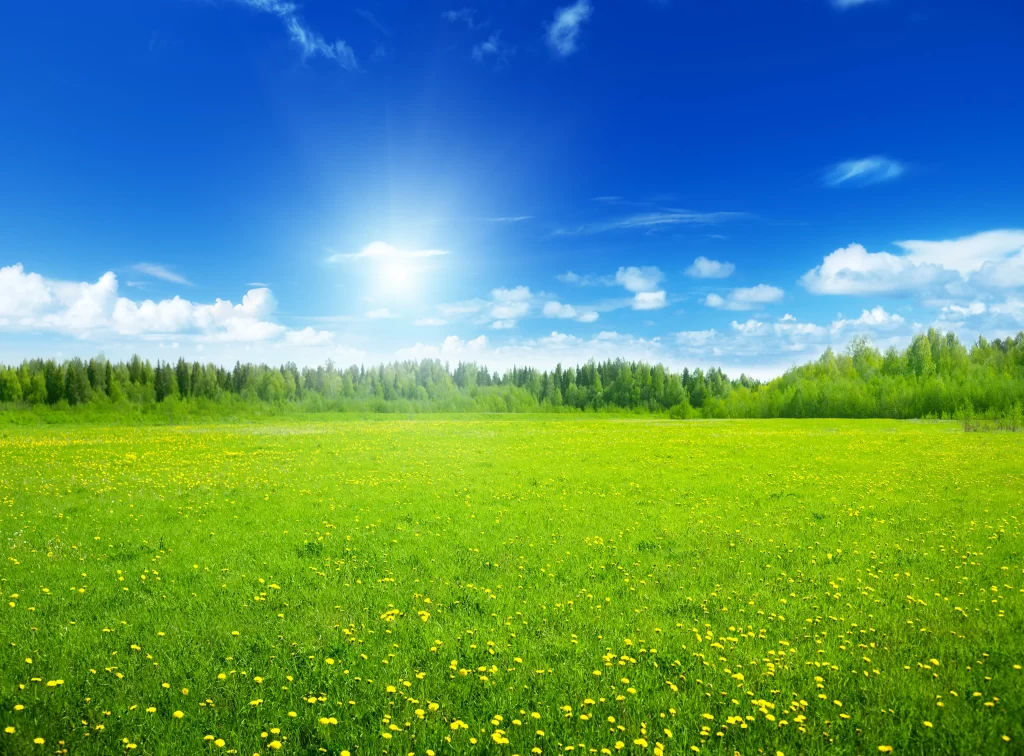 Yellow Dandelion Field Blooming Sunlight Green