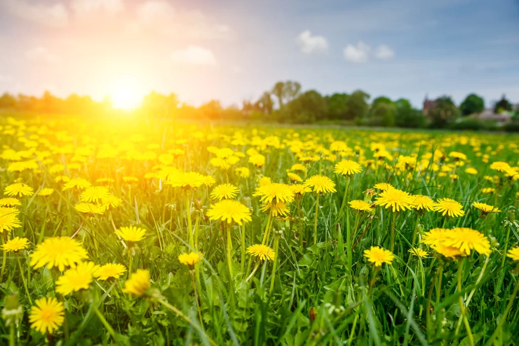 Yellow Dandelion Field Sunlight Green warm Grass