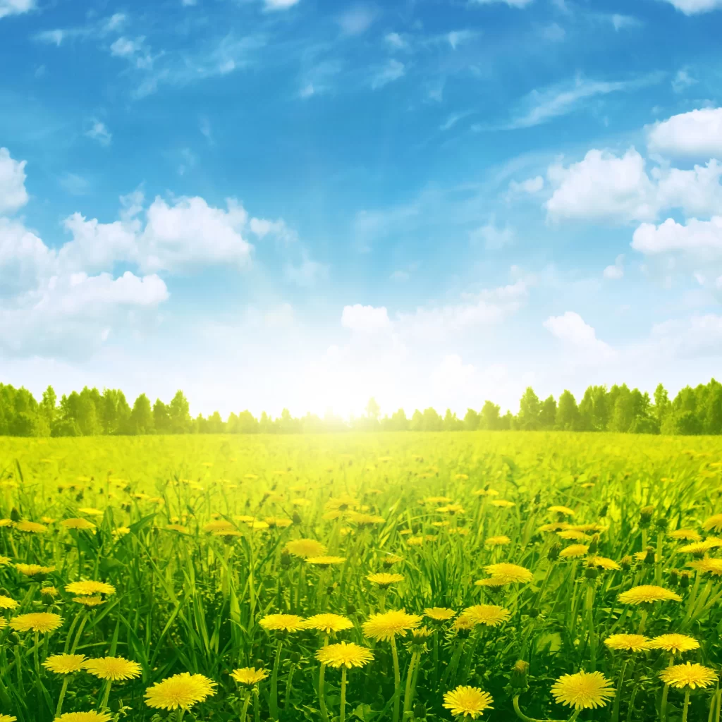 Yellow Dandelion Field Sunlight Greenery BlueSky