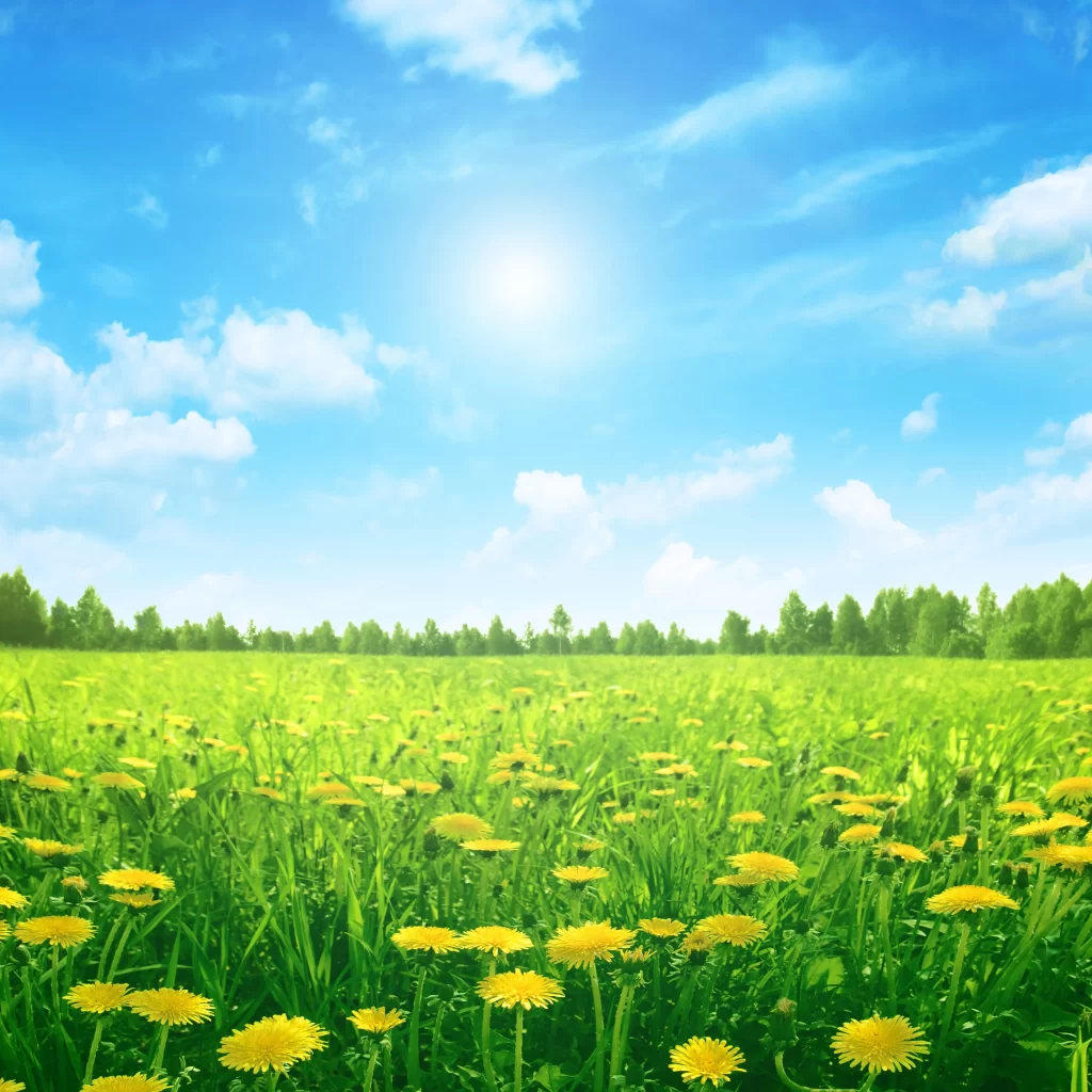 Yellow Dandelion Field Sunlight Green cool Grass