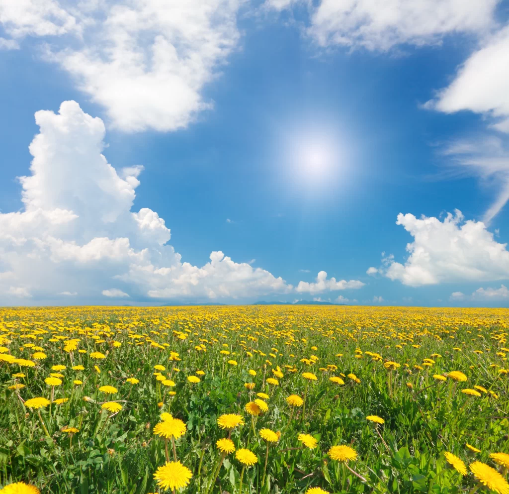 Yellow Dandelion Field Sunlit Blooms Sky