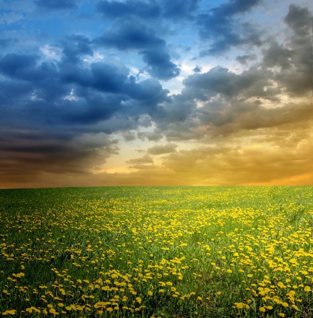 Yellow Dandelions Field Blooming Cloudy Sky