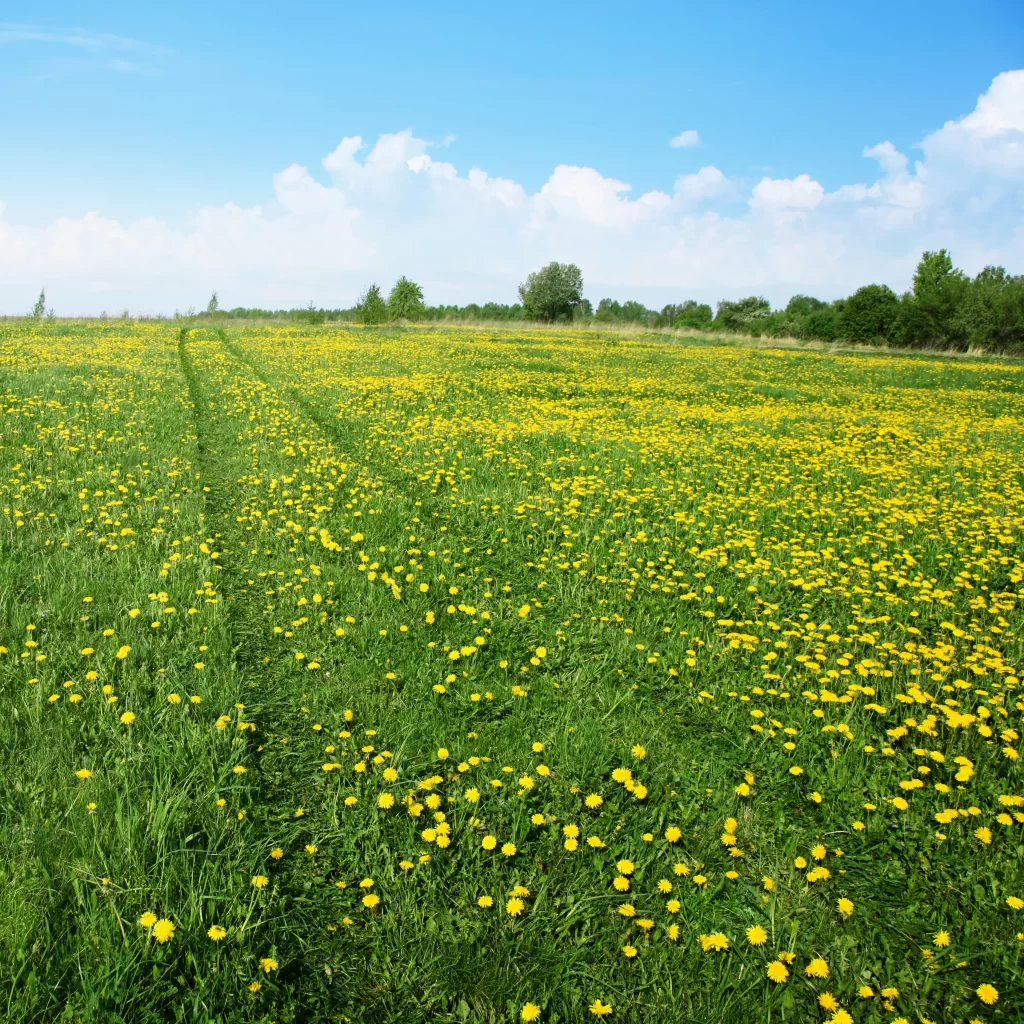 Yellow Dandelions Field Blooming Green Grass Blue Sky