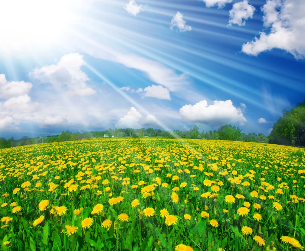 Yellow Dandelions Sunlit Field Greenery Bright