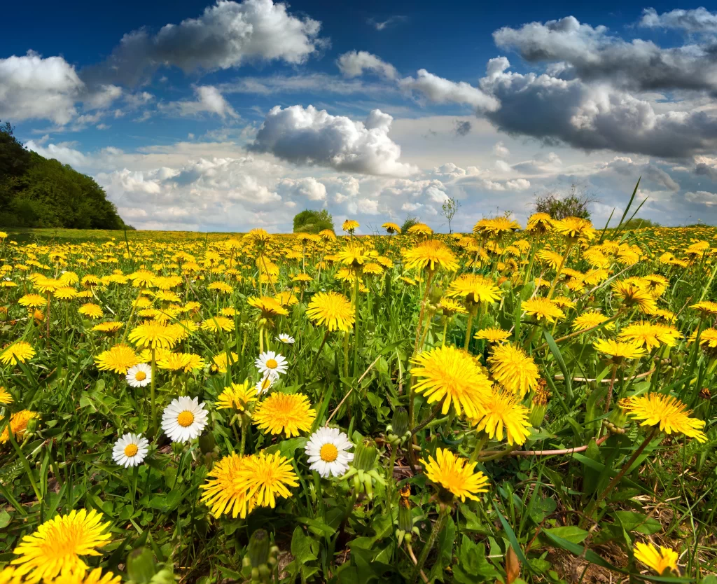 Yellow Dandelions White Daisies Green Grass Blue Sky White Clouds