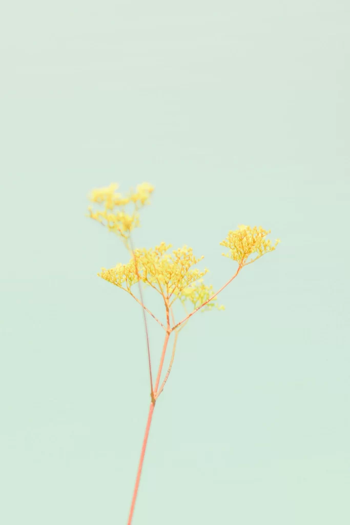 Yellow Delicate Branches Soft Pastel Background