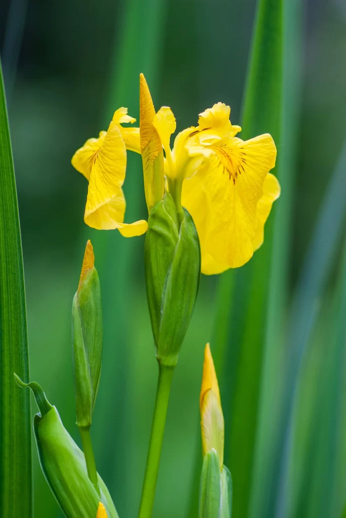 Yellow Iris Petals Green Stalks