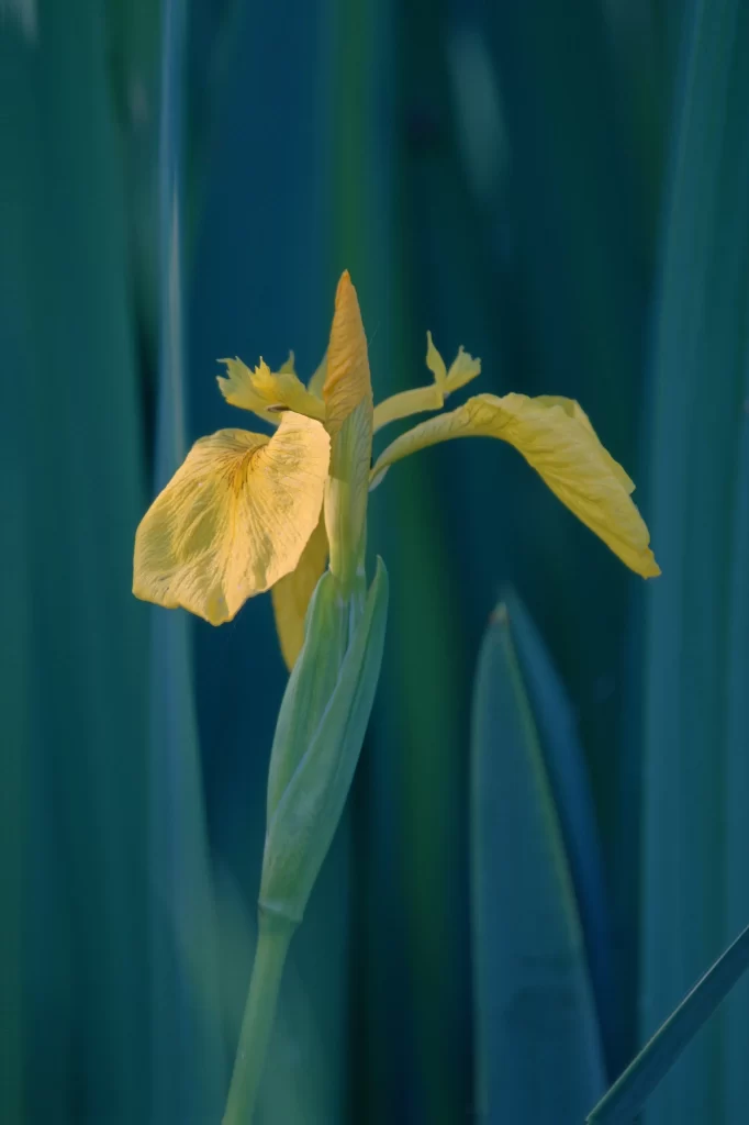 Yellow Iris Petals Green Stem