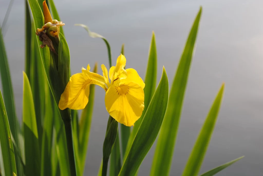Yellow Iris Petals Green Leaves
