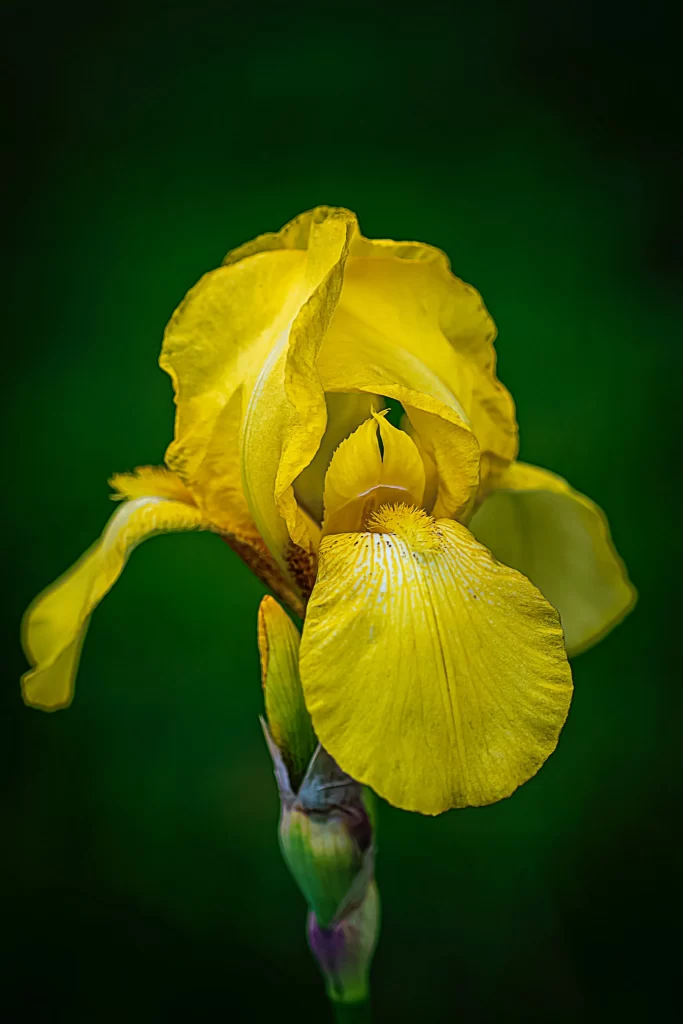Yellow Iris Petals Ruffled Texture Green Background
