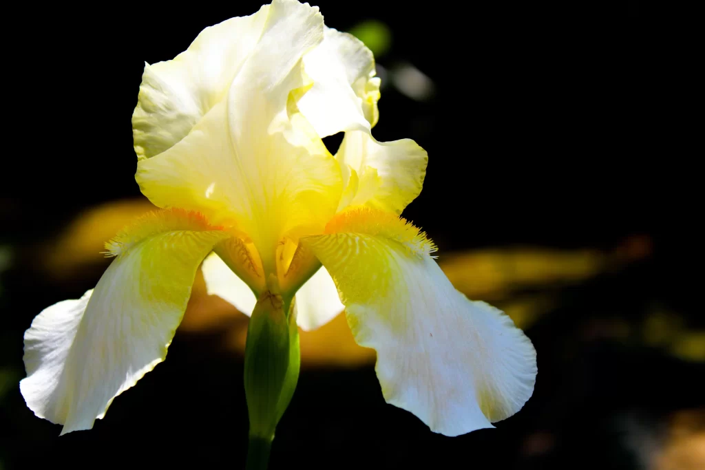 Yellow Iris Petals Sunlight Ruffled Edges Green Stem