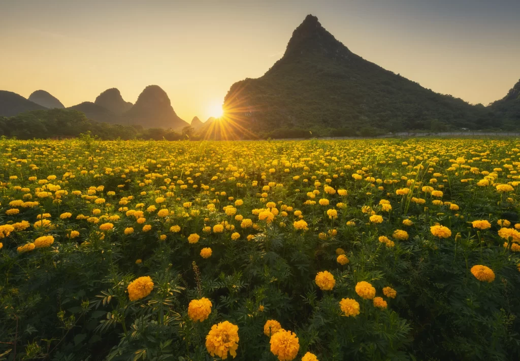 Yellow Marigold Field Blooming Sunlight Mountain