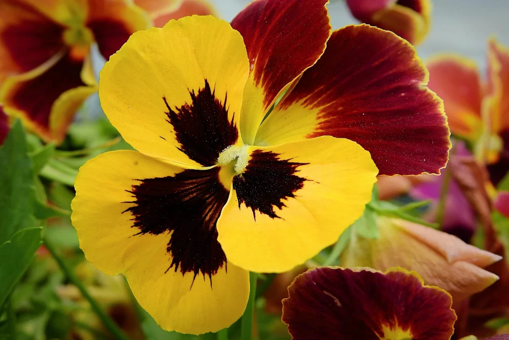 Yellow Maroon Pansy Petals Dark Center
