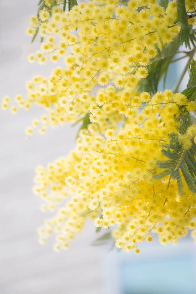 Yellow Mimosa Cluster Delicate Fuzzy Petals