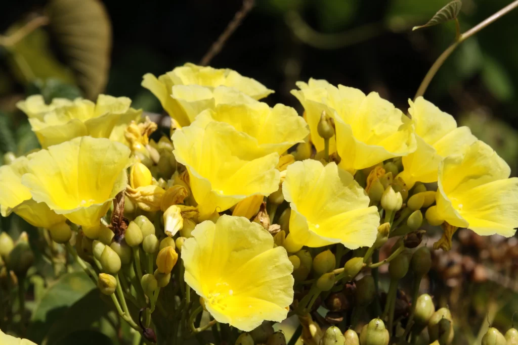 Yellow Morning Glory Blooming Petals Sunlight