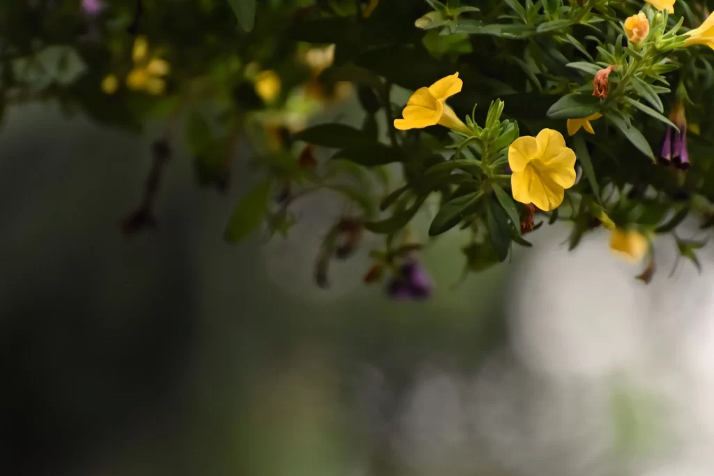 Yellow Morning Glory Petals Green Leaves