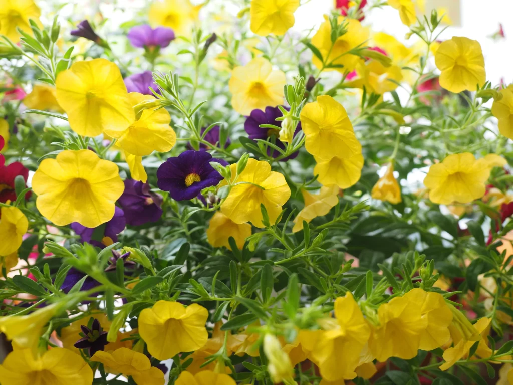 Yellow Morning Glory Petals Dense Blooms