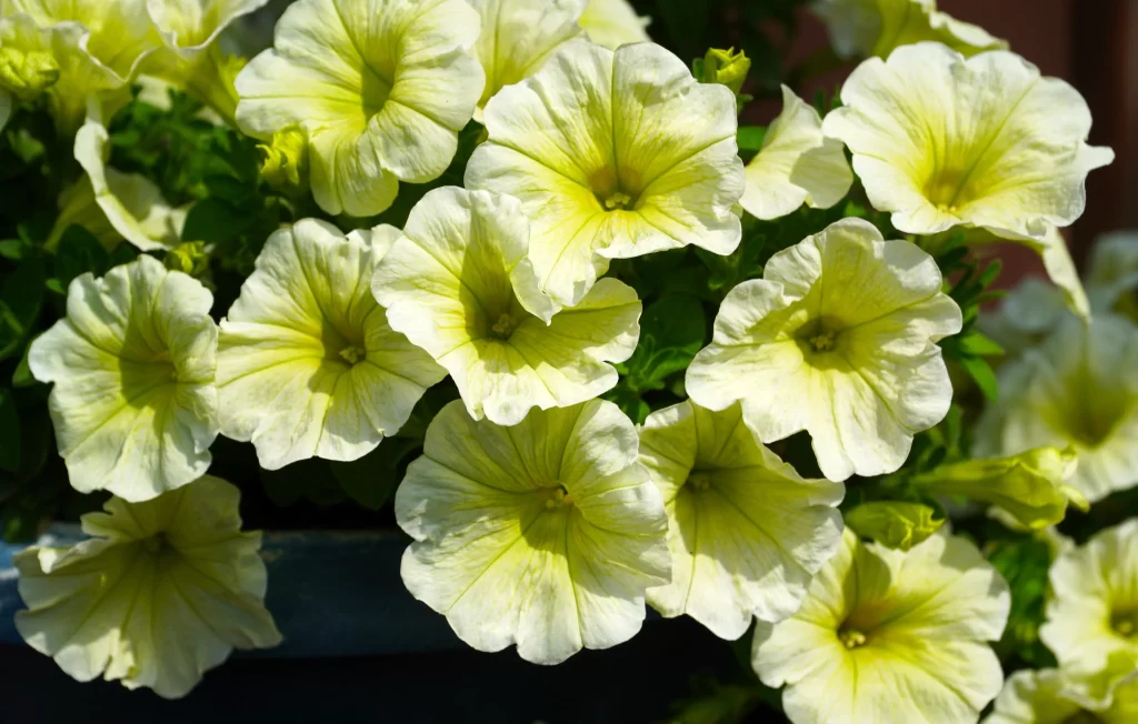 Yellow Morning Glory Petals Sunlight Vibrant
