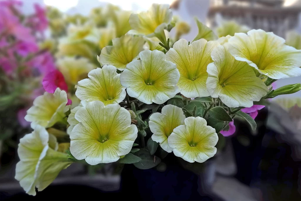 Yellow Morning Glory Petals Blooming