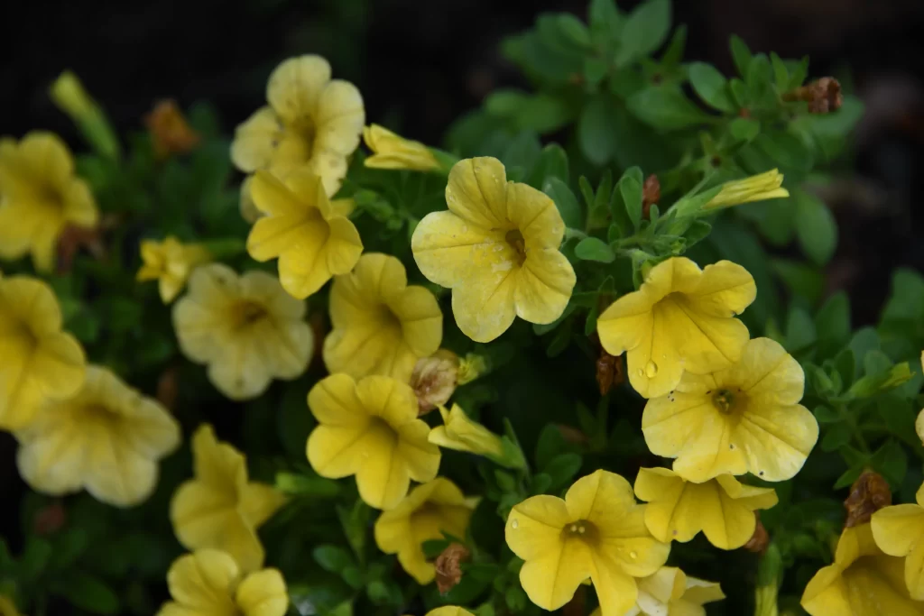 Yellow Morning Glory Petals Blooming Dewdrops