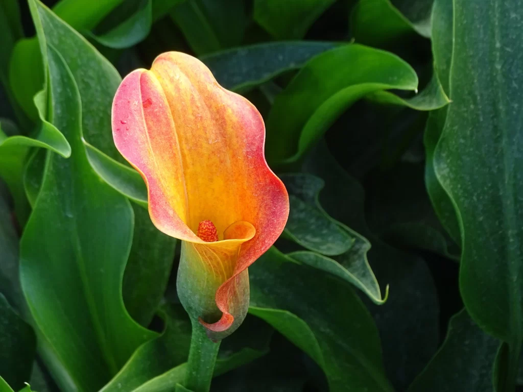 Yellow Orange Calla Lily Petals Green Leaves