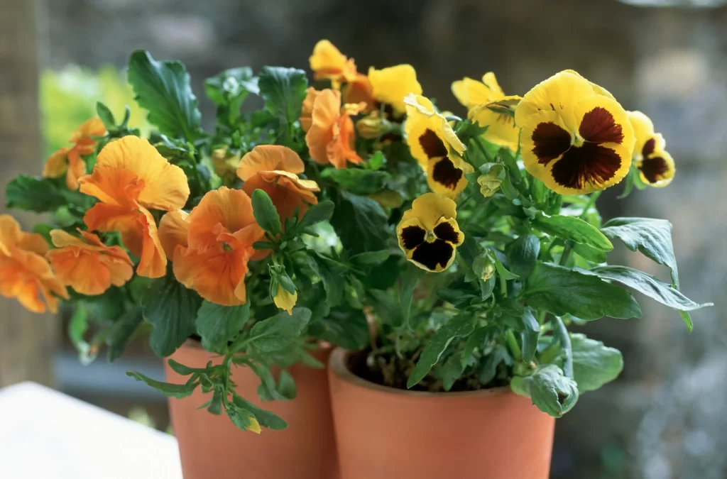 Yellow Orange Pansy Petals Dark Center Green Leaves