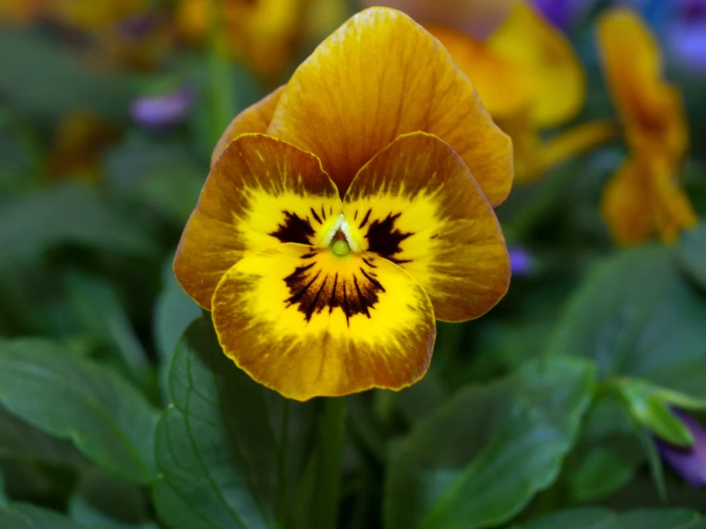 Yellow Orange Pansy Petals Dark Spots Green Leaves
