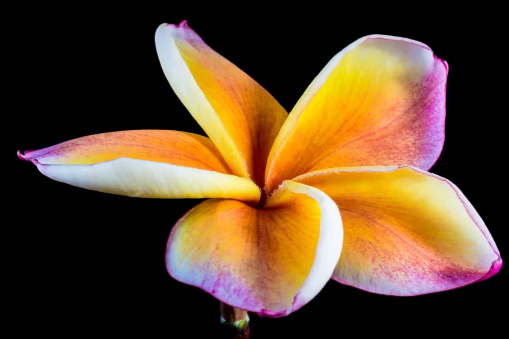 Yellow Orange Pink Petals Plumeria gray Flower