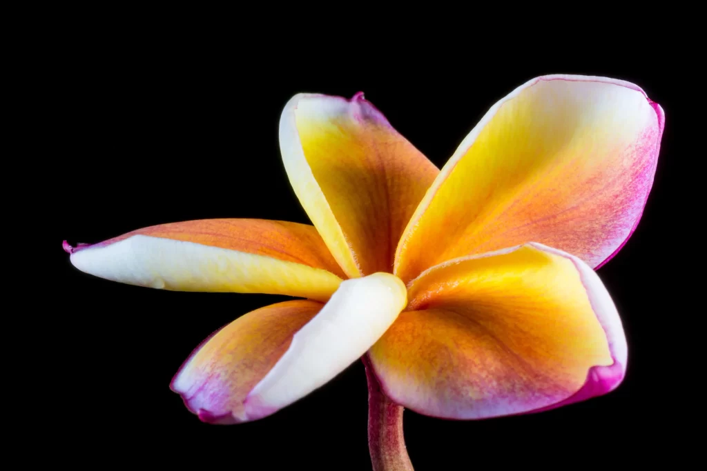 Yellow Orange Pink Petals Plumeria gray Flower