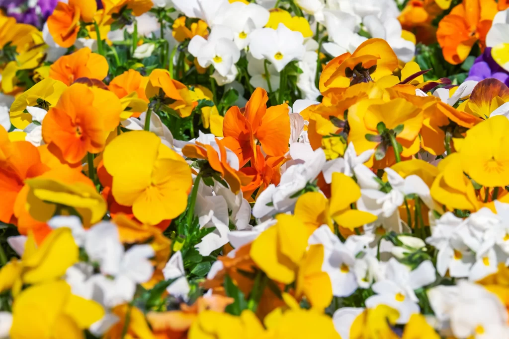 Yellow Orange White Pansy Petals Dense Bright