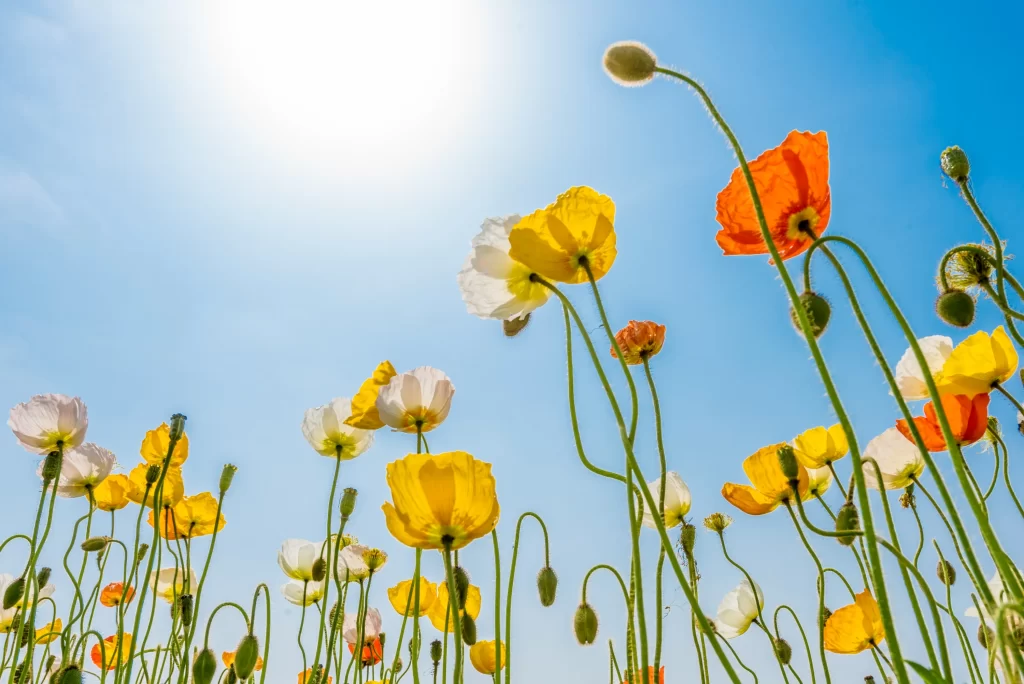 Yellow Orange White Poppy Petals Stems Blue Sky