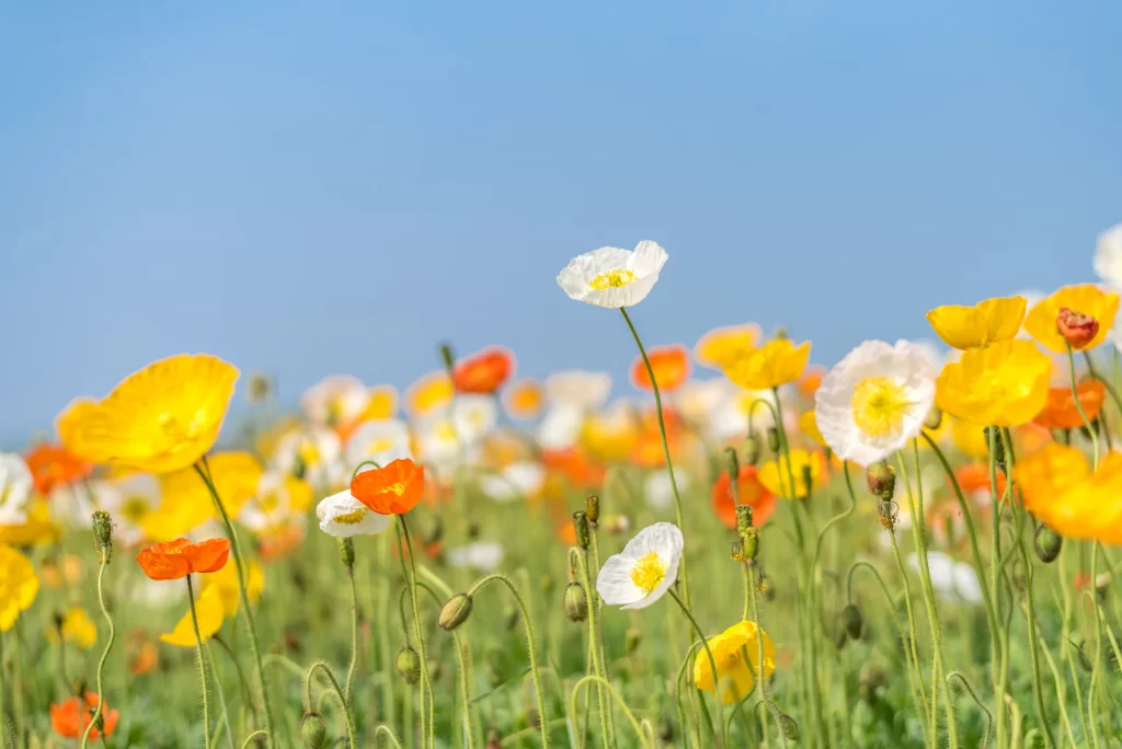 Yellow Orange White Poppy Field Blooming