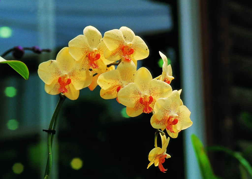 Yellow Orchid Petals Blooming Greenery