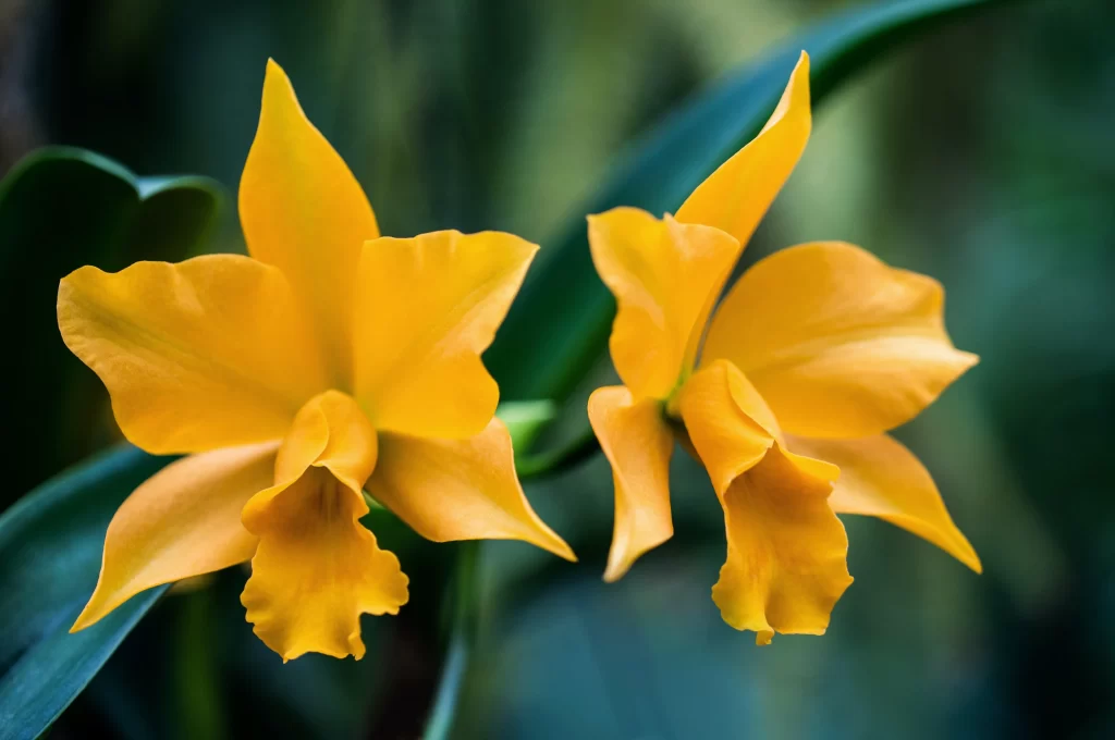 Yellow Orchid Petals Vibrant Greenery