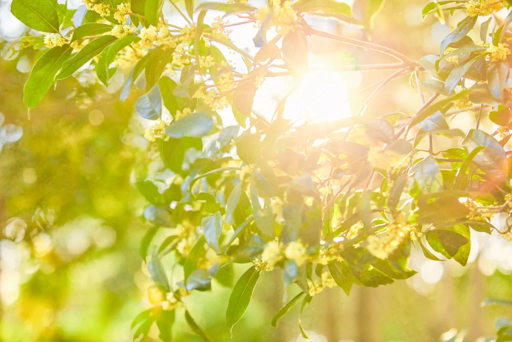 Yellow Osmanthus Blooming Petals Sunlight Greenery