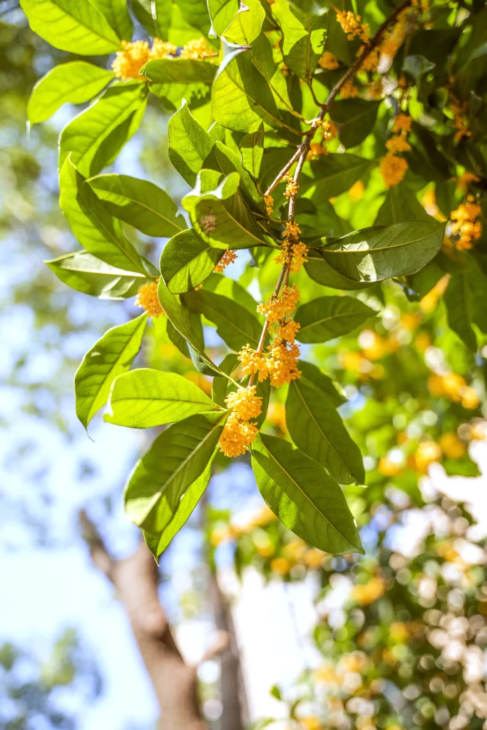 Yellow Osmanthus Blooming Petals Green warm Leaves