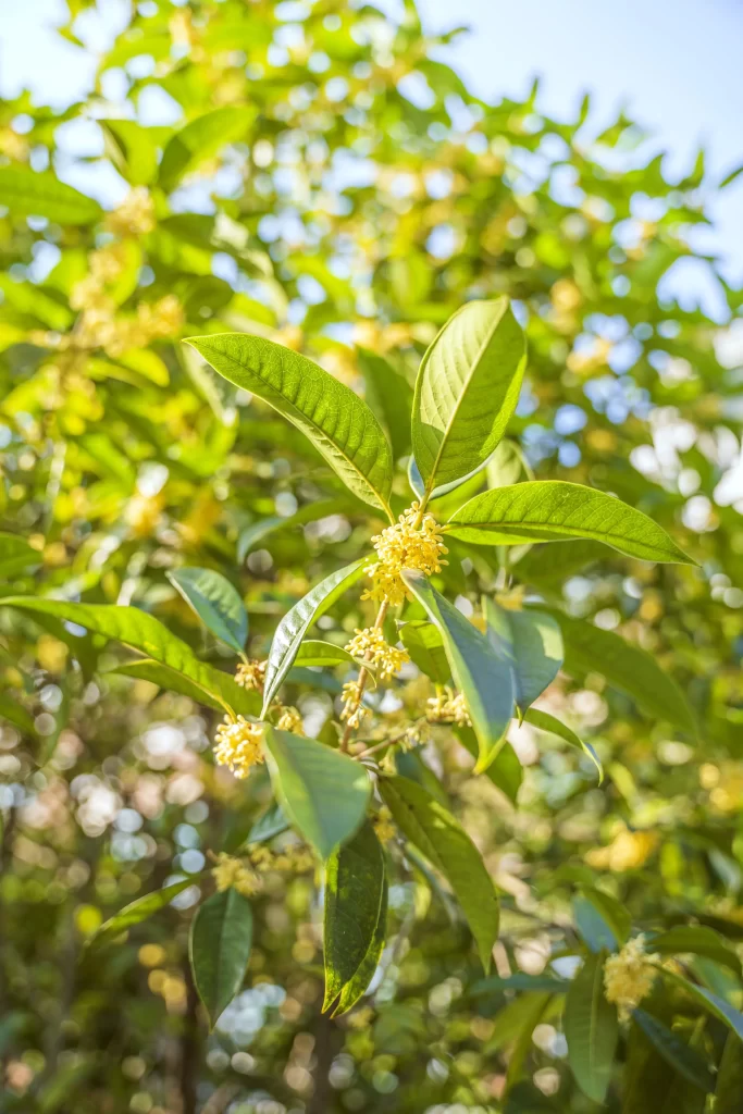 Yellow Osmanthus Blooming Petals Green warm Leaves