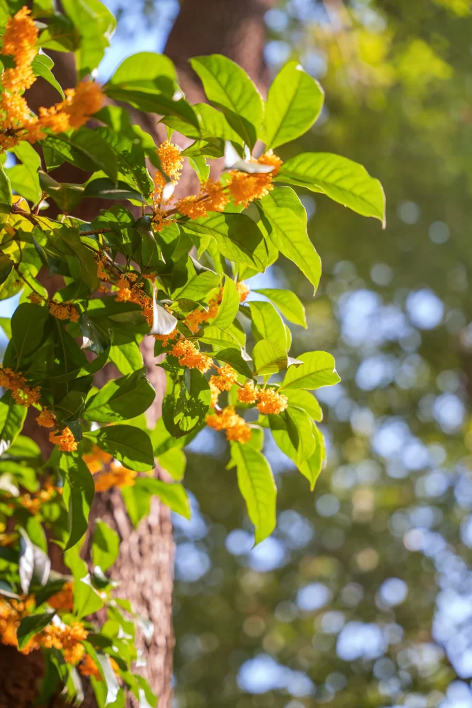 Yellow Osmanthus Blooming Petals Green warm Leaves